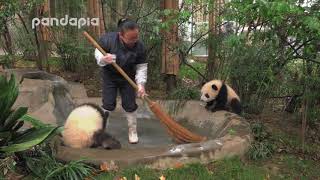 Panda cubs watch aside while keeper clean the pool [upl. by Iverson]