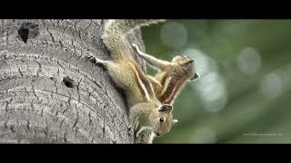 Indian Palm Squirrel Sounds Squirrel Voice in 4K [upl. by Llennol24]