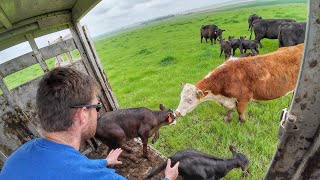 Cows and Calves head to Green Grass [upl. by Oknuj]