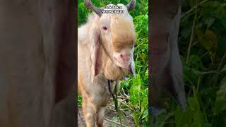 kota pink skin goat tonkgoatmarket goat kotabakre topqualitykotagoat kotabakra tonkbakramandi [upl. by Angus]