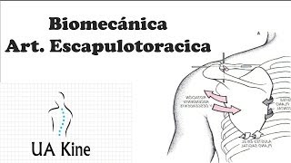 Biomecanica Articulacion Escapulotoracica [upl. by Stoughton]