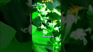 Realme Narzo 50i 📸 video plya 🎦💥shortvideo ll GO Down☠️video reels funny Realmetrending [upl. by Aletta354]