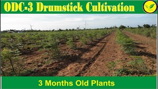 ODC 3 Drumstick  Moringa Cultivation 3 month old by Indian Agri Farm call 9619091811 [upl. by Celeste]