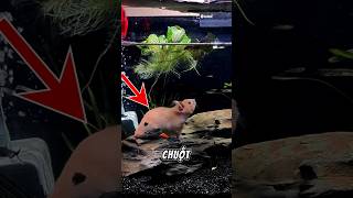 CHÚ CHUỘT HAMSTER SỐNG TRONG BỂ CÁ facts amazingfacts viral [upl. by Destinee]