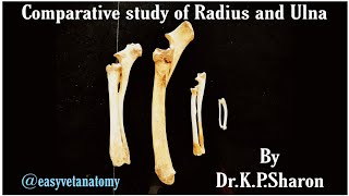 Comparative study of Radius and Ulna Veterinary Osteology DrKP Sharon Nancy Nikhila [upl. by Holds]