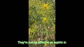 Goldenrod the healthy plant [upl. by Ji584]