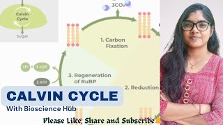 Calvin Cycle [upl. by Saum]