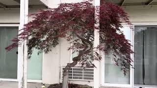 Elegant Japanese laceleaf maple pruned on June 1st in Kirkland WA [upl. by Rew]