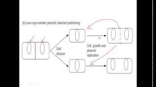 Low copy number plasmids [upl. by Angil272]