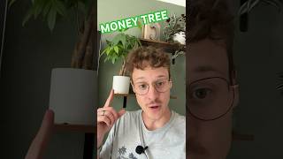 How to care for a Money Tree in 60 seconds [upl. by Relyhs319]