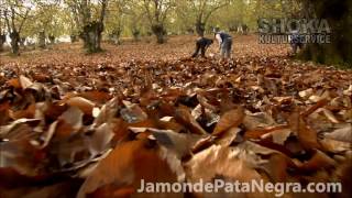 Jabugo zona de elaboración del mejor jamón del mundo wwwjamondepatanegracom [upl. by Justis]