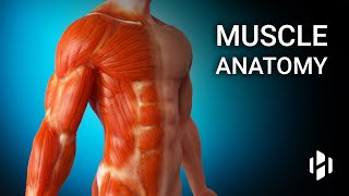 Anatomy of Human Muscles [upl. by Aniar389]