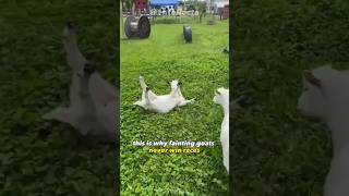 Fainting Goats  Facts and funny compilation 😂 [upl. by Kistner]