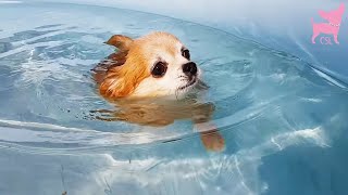 Cute Chihuahua Dogs Having Fun in a Swimming Pool [upl. by Blandina17]