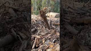 Debris flow around home in Curtis Creek NC chiefsholsters helene helenerecovery wncstrong wnc [upl. by Sondra]