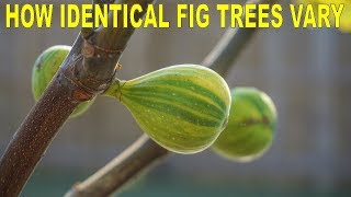 How Identical Fig Trees Can Vary Two Martinenca Rimada Figs [upl. by Mloclam]