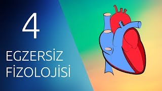 EGZERSİZ FİZYOLOJİSİ 4 Kardiyovasküler Sistem ve Egzersiz [upl. by Katrinka]