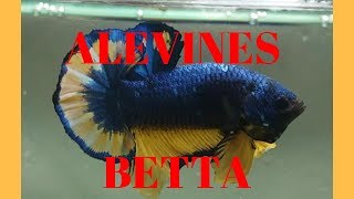 ALEVINES BETTA  PRIMERA SEMANA DE VIDA [upl. by Aida]