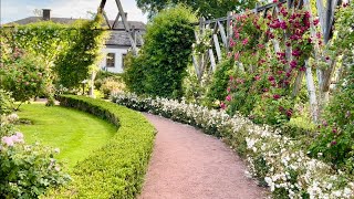 Relaxing Rose Garden Walk Rosenlund rosarium Jönköping World class rose garden in evening light [upl. by Mair]