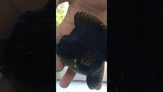 Special Platinum Black Oranda Goldfish [upl. by Hajin]