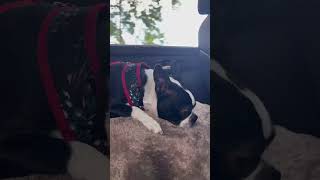 Boston terrier bostonterrier puppy bostonterrierlove dog [upl. by Nagn]