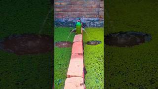 azolla and duckweed farming at home roof top azolla free feed for chickens and fish  azollapk [upl. by Celtic]