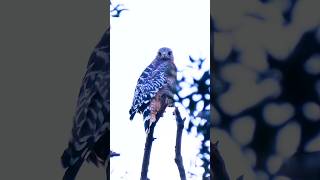 Redshouldered Hawk🐦Sunrise Perch redshoulderedhawk [upl. by Anwahsat662]