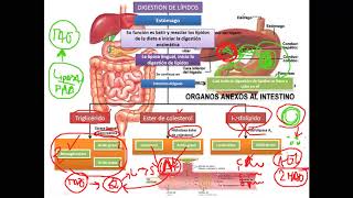 Bioquímica  Digestión y absorción de lípidos [upl. by Jacquetta]