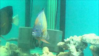 78藍環神仙白尾藍紋 香港Pomacanthus annularisBluering angelfish20130502 [upl. by Becca]