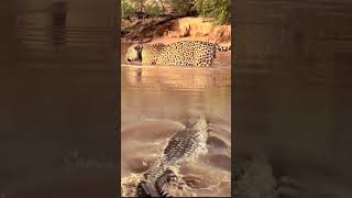 Crocodile stalks leopard from behind crocodile leopard [upl. by Kathryne339]