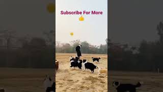 Dogs Playing With A Balloon 🎈 shorts dog dogs subscribe [upl. by Esinaej]