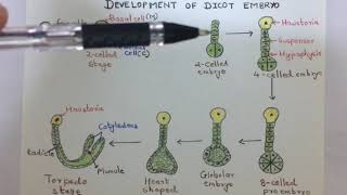 Development of dicot embryo [upl. by Molloy]