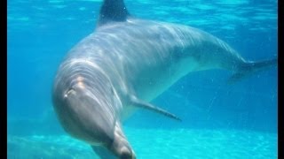 Hurghada Snorkeling Dolphin Tour swimming with wild dolphins [upl. by Nicole515]