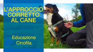 LApproccio Corretto al Cane [upl. by Elinor]