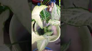 Syngonium white leaf plantagreeculture gardening indoorplants ❣ [upl. by Capone]