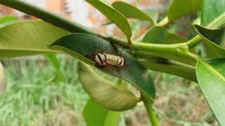 Gusano Venenoso en Colombia [upl. by Odnam585]