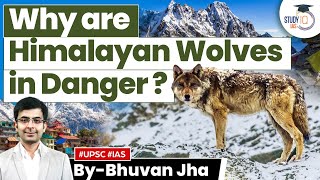 Himalayan Wolf Listed as ‘Vulnerable’ in IUCN  Biodiversity  UPSC GS3 [upl. by Silado]