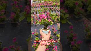 বনসাই বোগেনভিলিয়া ফুল গাছ  bonsai for beginners shorts bonsai [upl. by Namaj]