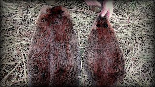 Life of a Woodsman  Beaver Pelts [upl. by Rissa]