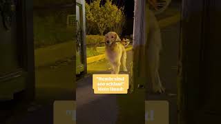 Würde dein Hund es schaffen hundeliebe hundewelt hundeaufinstagram instahund hundeblog [upl. by Krein238]