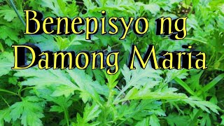 Health Benefits ng Damong Maria [upl. by Anatollo]