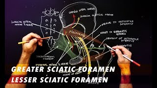 Gluteal region  Anatomy Tutorial  Greater sciatic foramen amp lesser sciatic foramen [upl. by Jamnis]