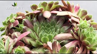 Sedum et sempervivum  des plantes grasses faciles   Truffaut [upl. by Euqinom]