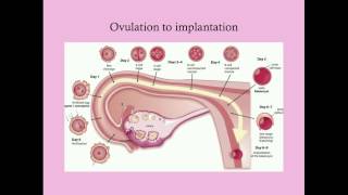 Fundamentals of Pregnancy  CRASH Medical Review Series [upl. by Vig348]