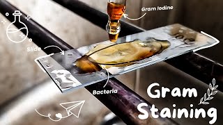 Gram staining procedure 🌸🔬 Bacterial staining technique  How to perform a gram stain Microbiology [upl. by Yenatirb94]