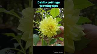 Dahlia cuttings growing tips dahliagarden dahlia plants care youtubeshorts shorts viralvideo [upl. by Dorris124]