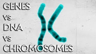 Genes vs DNA vs Chromosomes  Instant Egghead 19 [upl. by Jer]