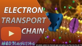 Electron Transport Chain ETC Made Easy [upl. by Yhtamit45]