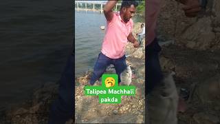 Talipea Machhali pakda 👈 fishing fish fishingtecnique [upl. by Wyatan]