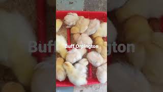 Buff Orpington chicks sergeRuleFarm [upl. by Sams374]